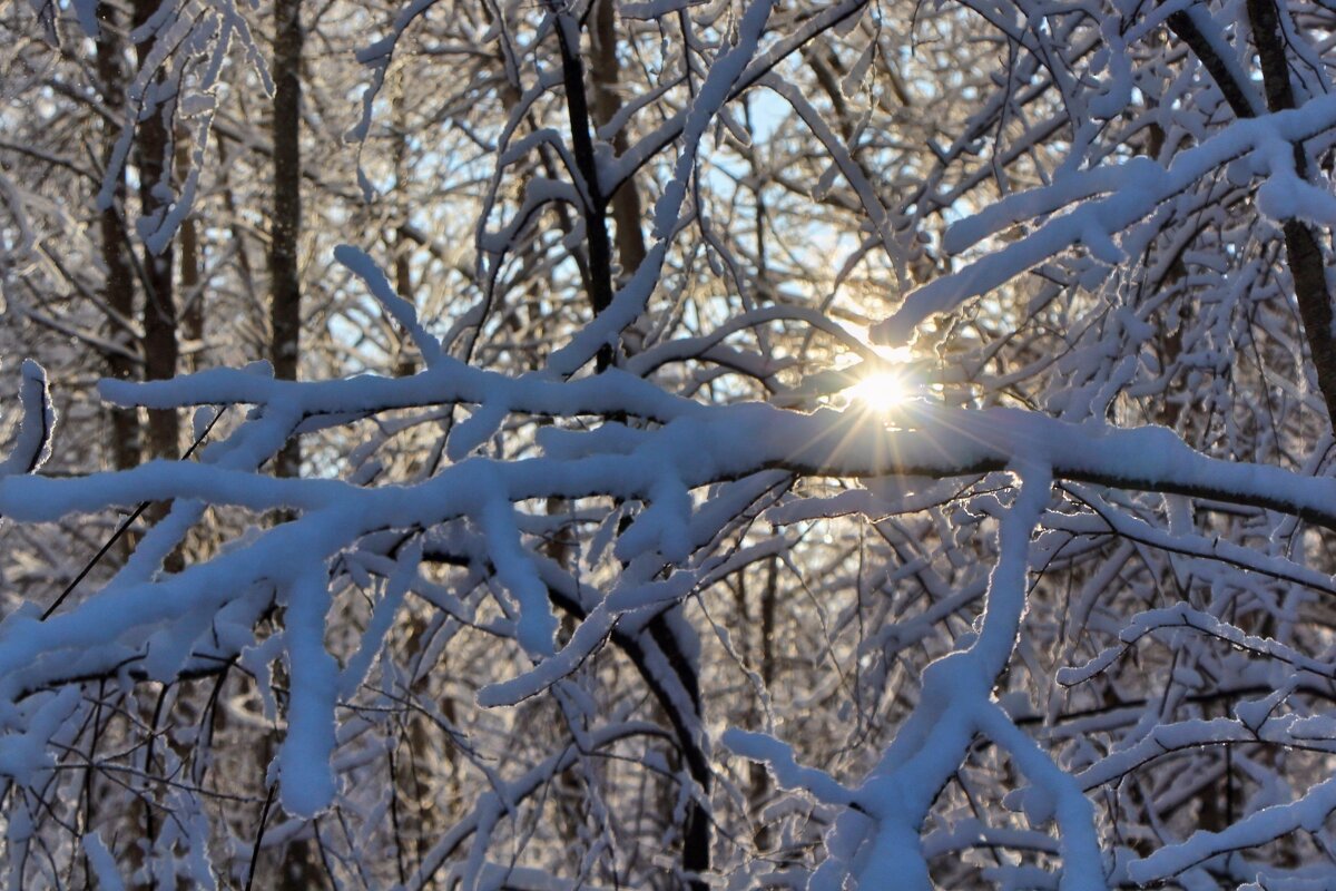 Лесные кораллы. - Marina Pavlova