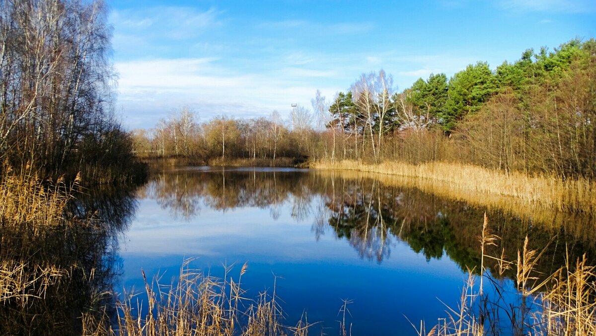 Осень во второй половине ноября. - Милешкин Владимир Алексеевич 