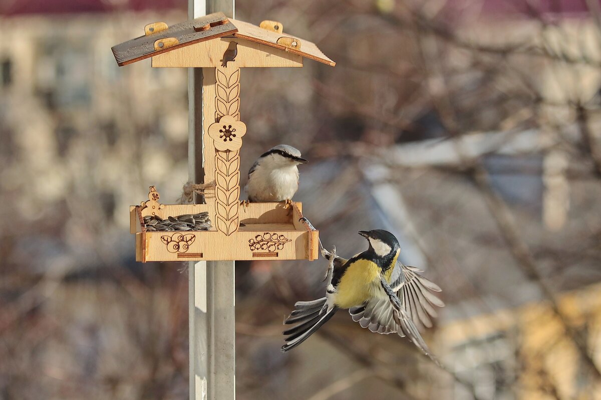 Что расселся? Бери семечку и улетай. - Татьяна Бравая