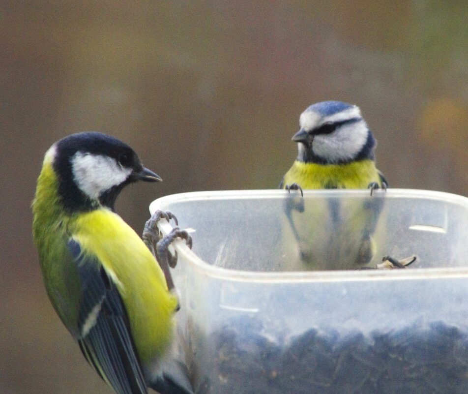 "Не спеши. погоди !" - сказала лазоревка :) - Юрий Куликов