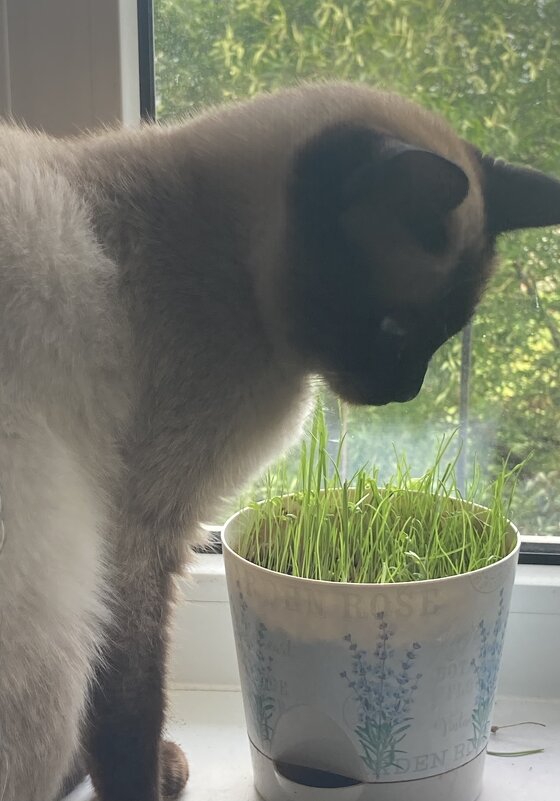 О! Травка! - Ольга Савельева 