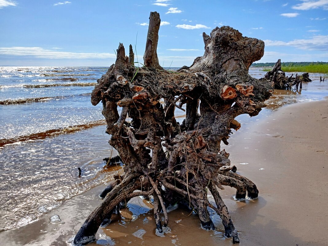 Причуды природы. - Лия ☼