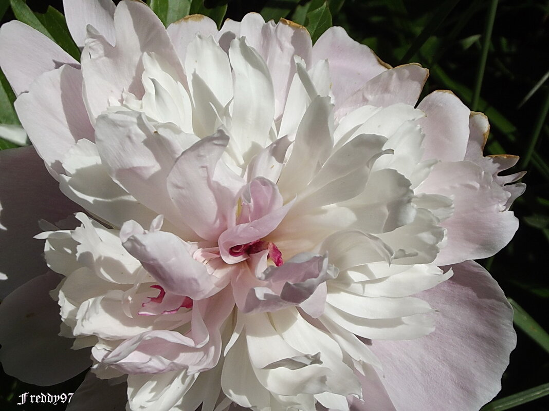 В бальном платье белоснежном будто парусник плывёт... - Freddy 97 В бальном платье белоснежном будто парусник плывёт... - Freddy 97