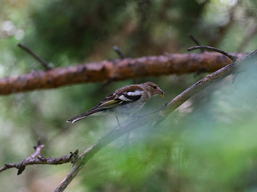 Зяблик - Вячеслав Алтай