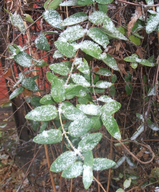 Снежок... - Наталья 