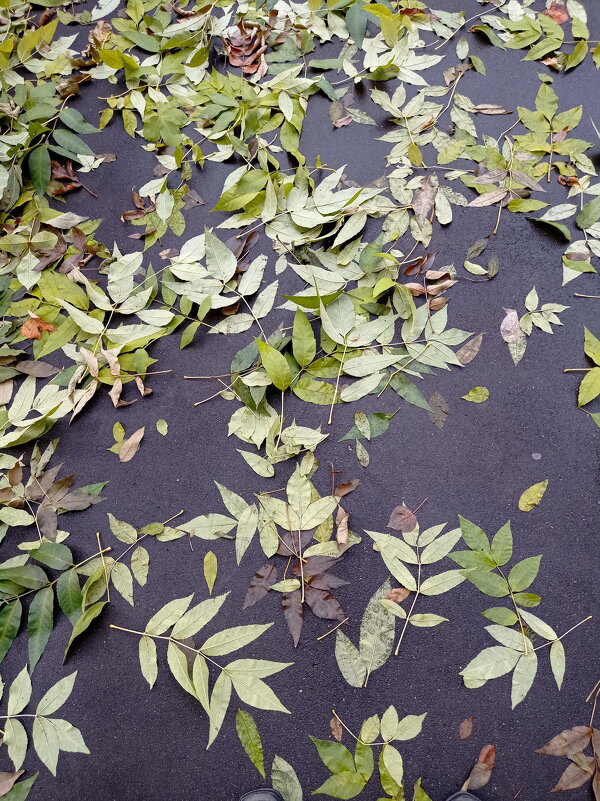 С дуба падали листья ясеня... - Александр Чеботарь С дуба падали листья ясеня... - Александр Чеботарь