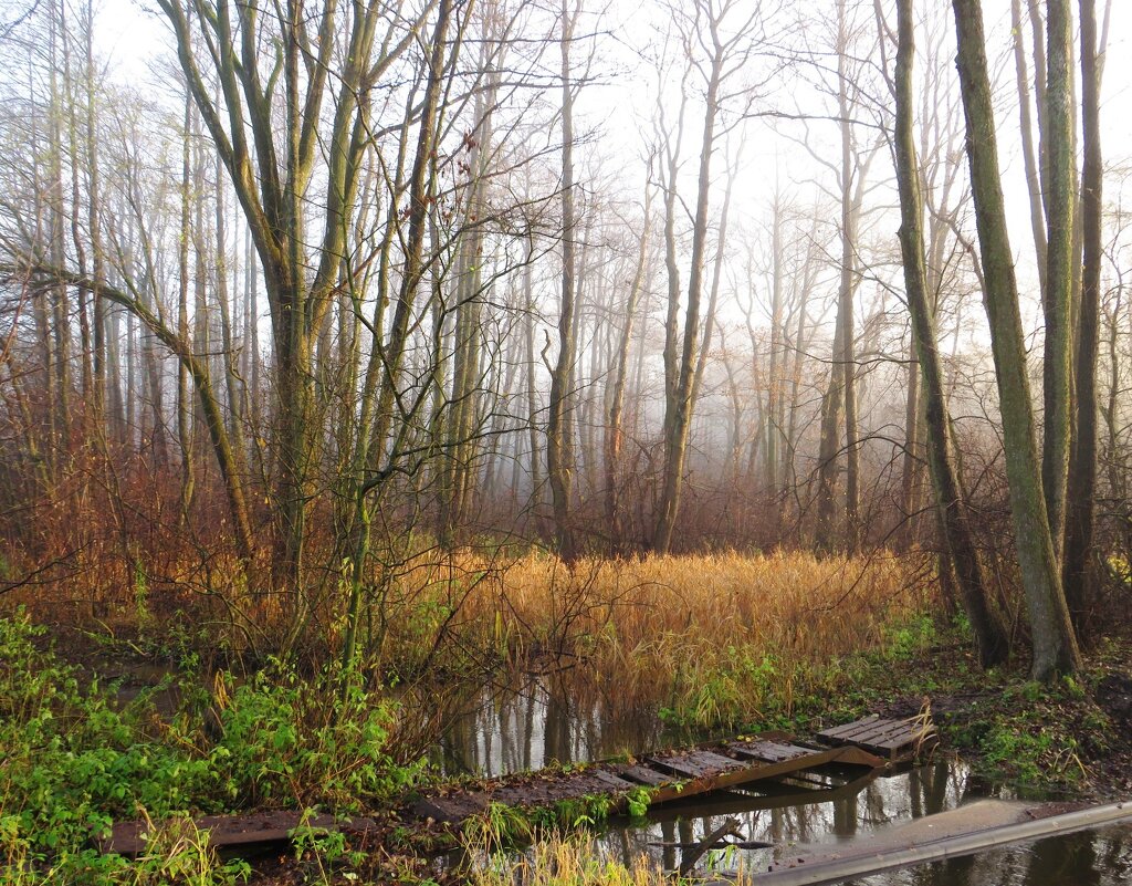 Туманное утро - Андрей Снегерёв