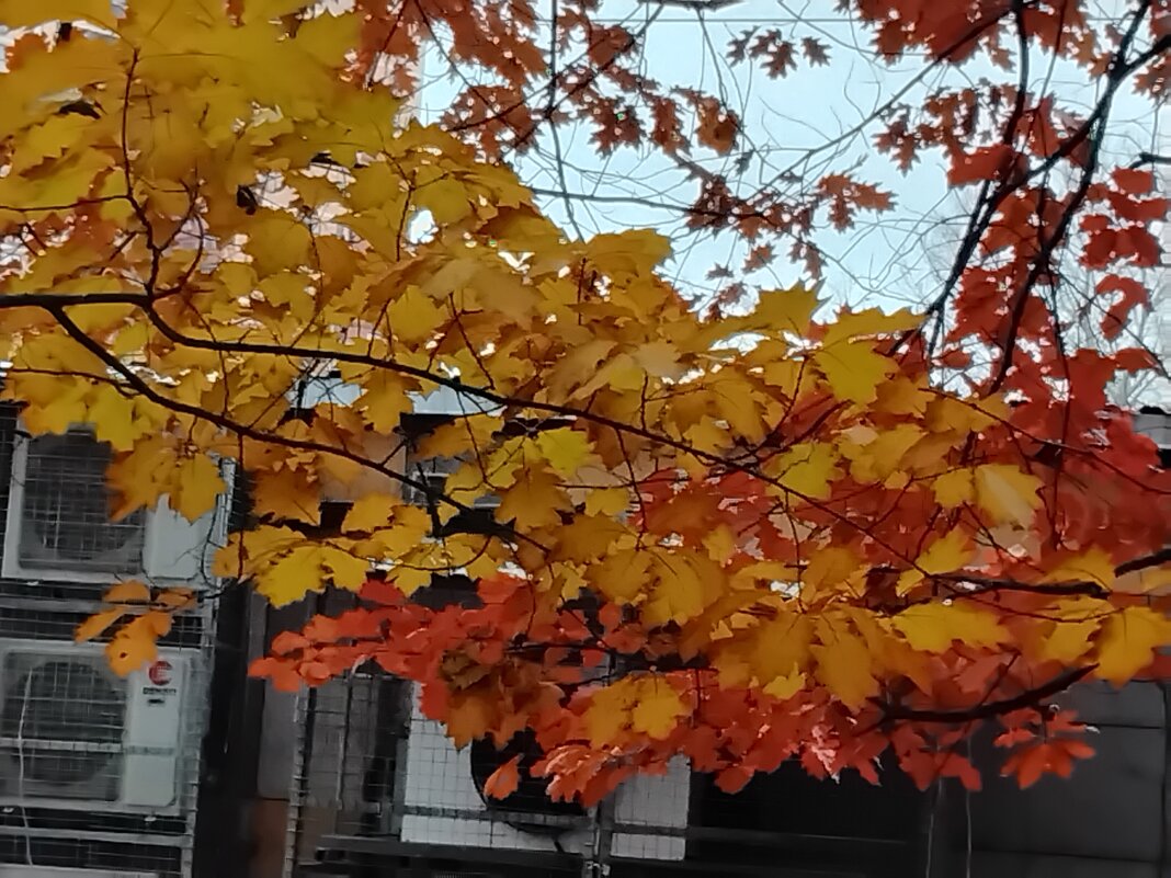 Красно-золотая ветка дуба в ноябре - Дмитрий Никитин