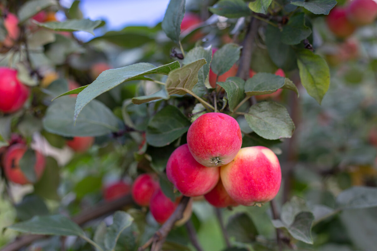 Наши яблочки. - Андрей Дурапов Наши яблочки. - Андрей Дурапов