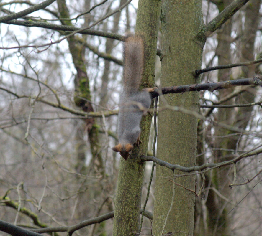 Фотоохота на белку - Сергей Владимирович Егоров