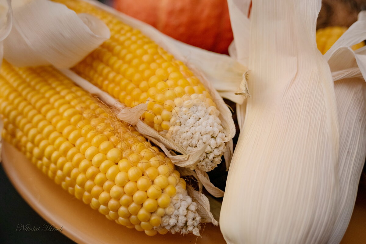 Про кукурузу... - Николай Гирш Про кукурузу... - Николай Гирш