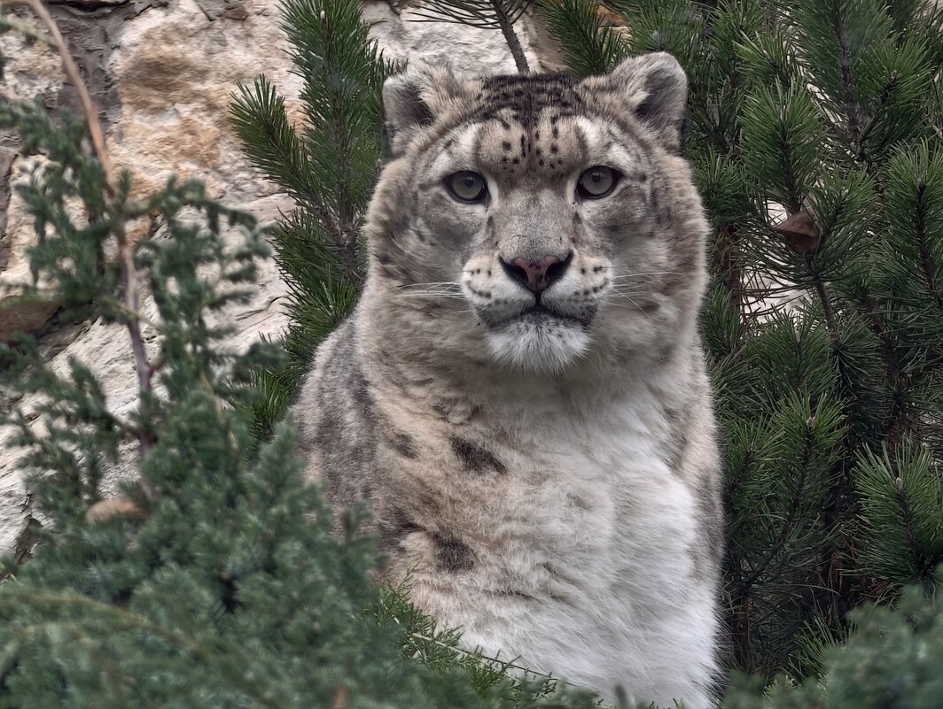 Снежный барс (ирбис) - <<< Наташа >>>