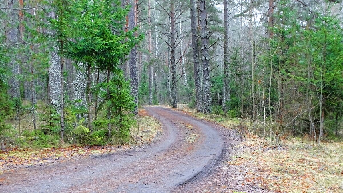 Таким был 1-й день зимы (температура воздуха 0° - +1°). - Милешкин Владимир Алексеевич 