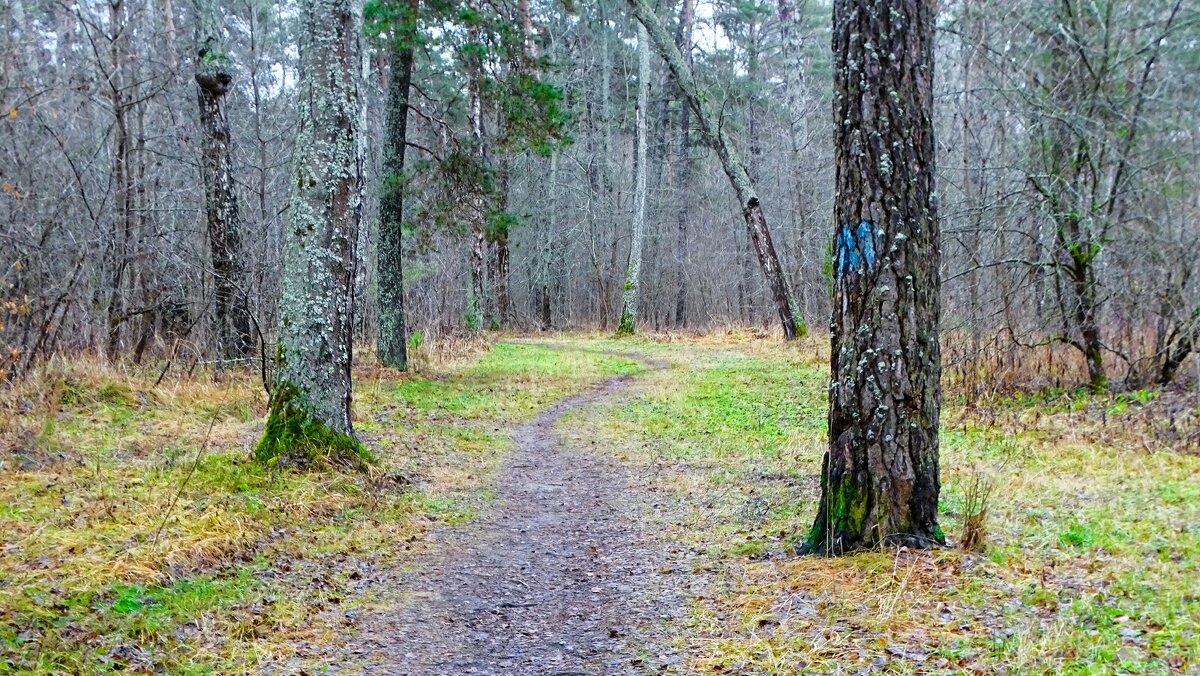 Природа Смоленщины за два дня до календарной зимы. - Милешкин Владимир Алексеевич 