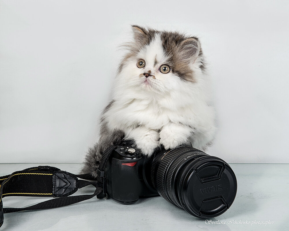 Шотландская прямоухая длинношерстная кошка - Светлана Ищенко