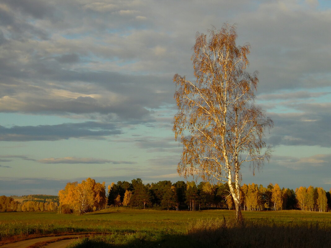 Одинокая берёзка. - nadyasilyuk Вознюк