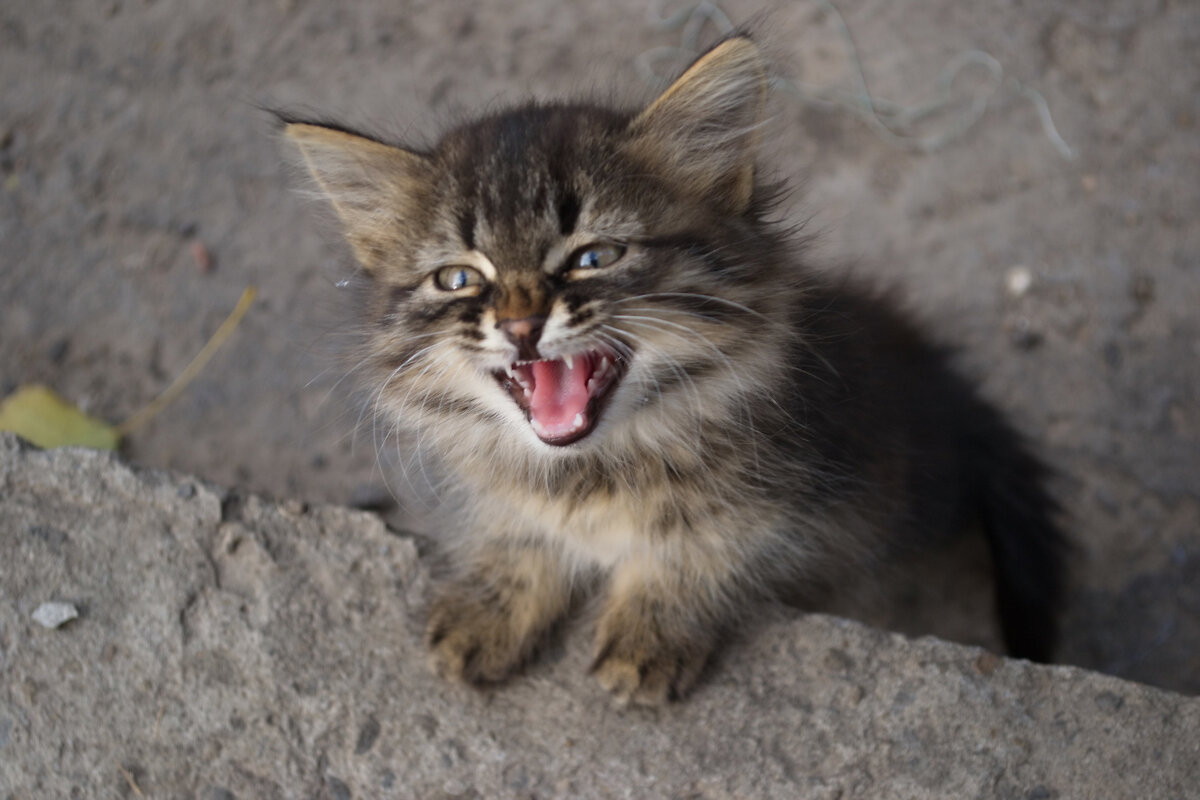 Котенок - Александр Лычагин