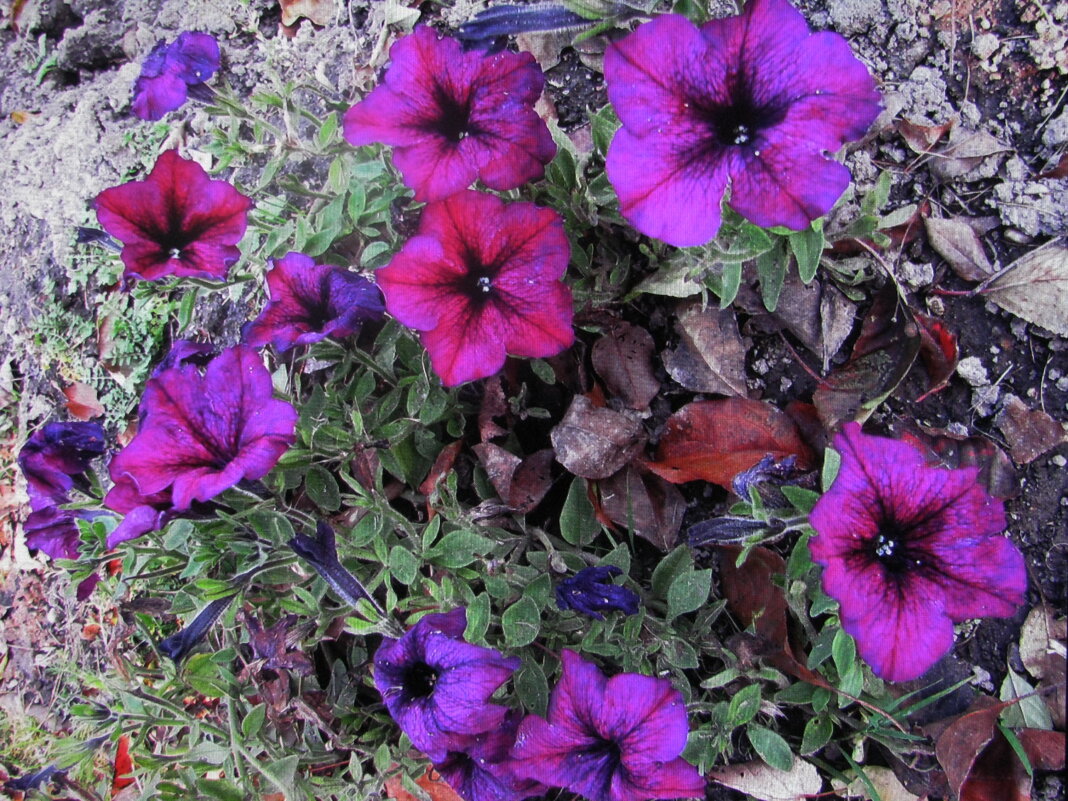 Ещё цветёт петуния - Людмила Смородинская