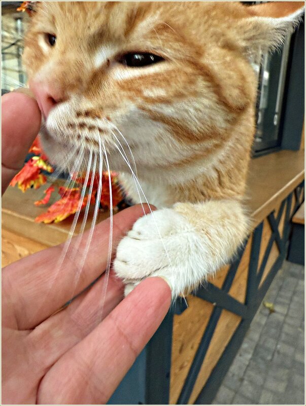 Милашка. - Валерия Комова