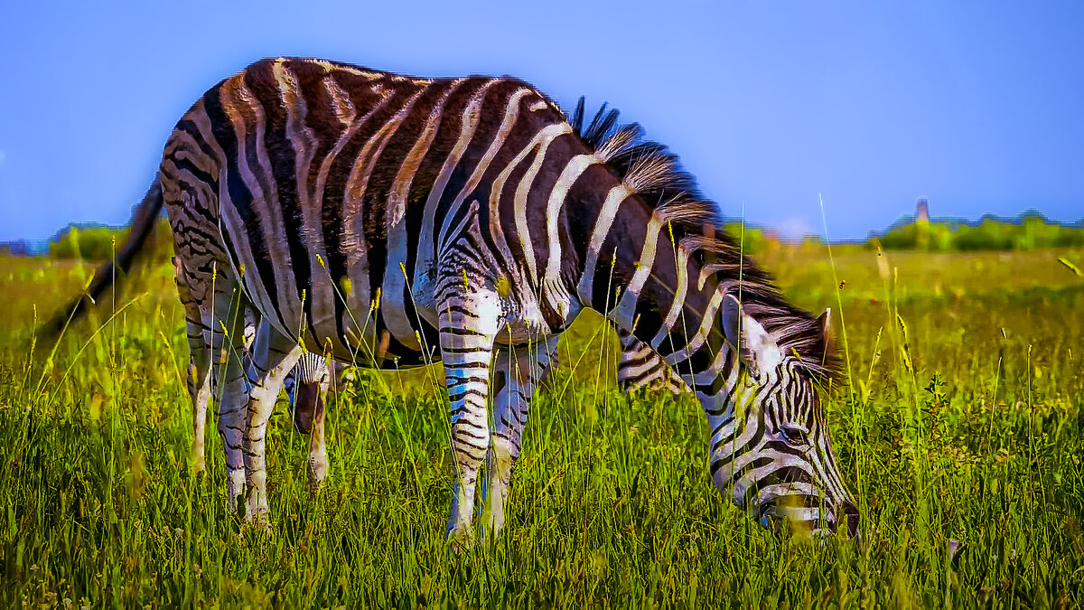 Бурчеллова зебра - Aleksey Afonin