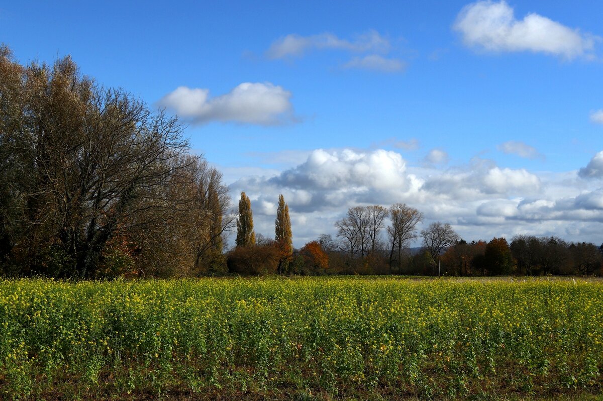 Ноябрьский день - Юрий. Шмаков