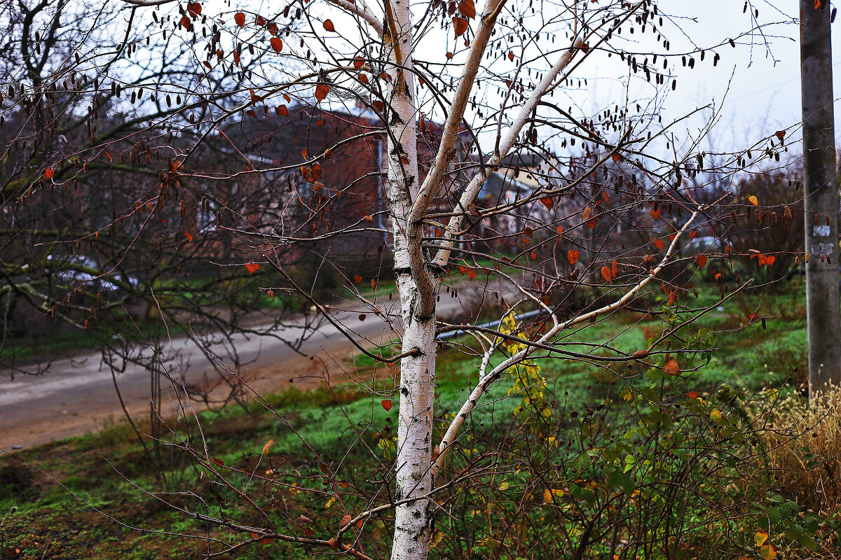 Без листьев - Юрий Гайворонскiий