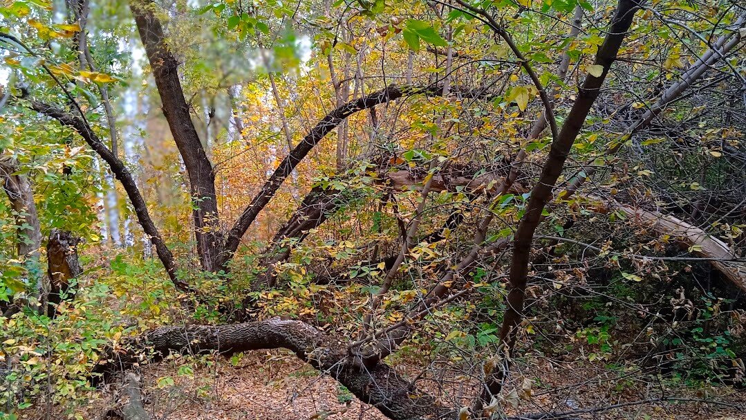 за городом - Елена Шаламова