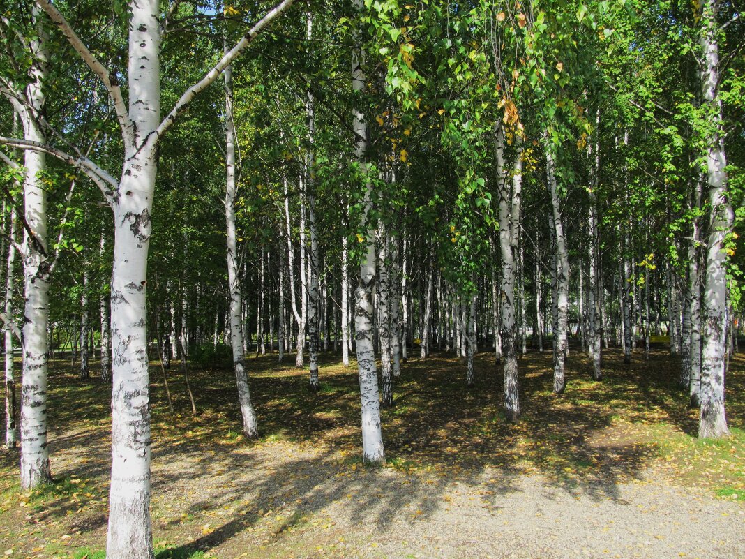 берёзовая роща - Елена Шаламова