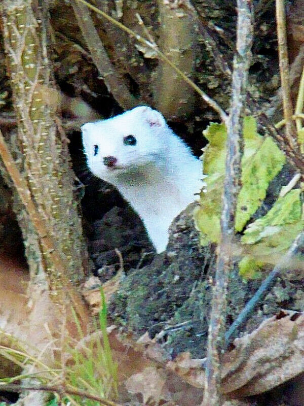 ласка - gawrilа - dan