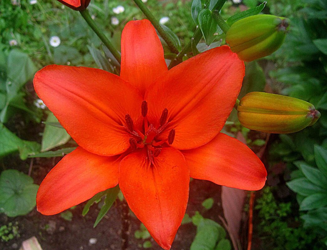 Ли..летом - Елена Семигина