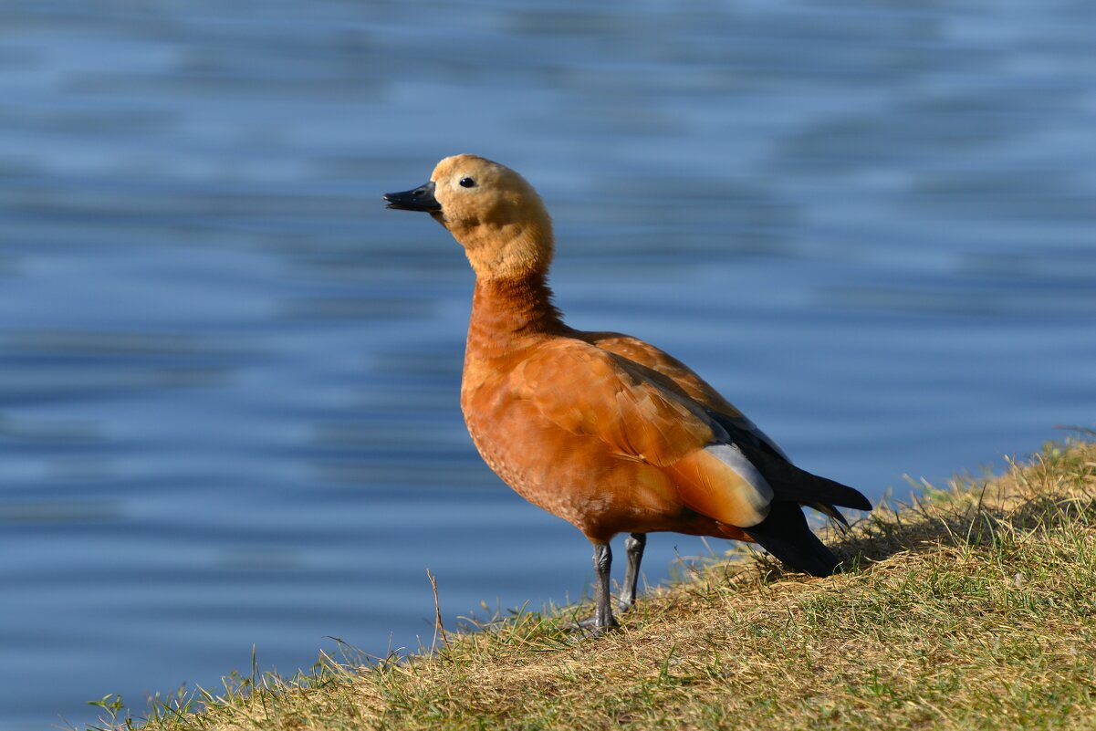 Огарь - Константин Анисимов