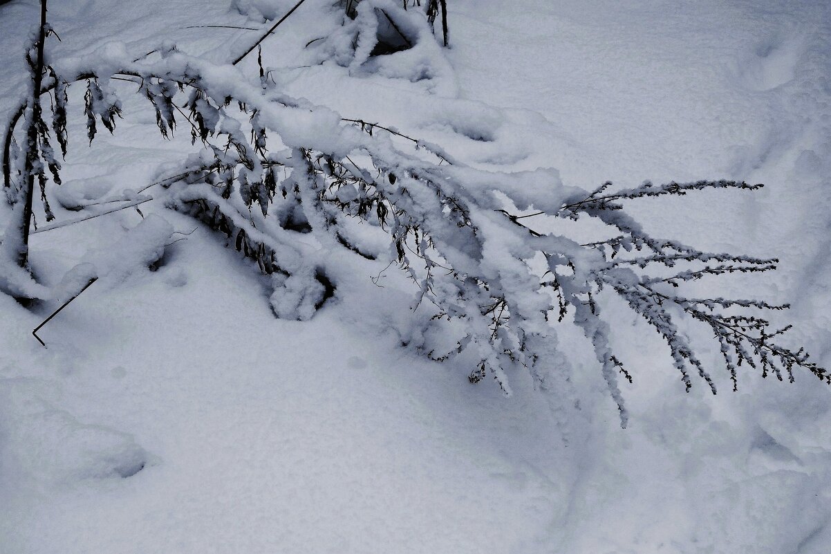 Снежный ноябрь - Рита Симонова