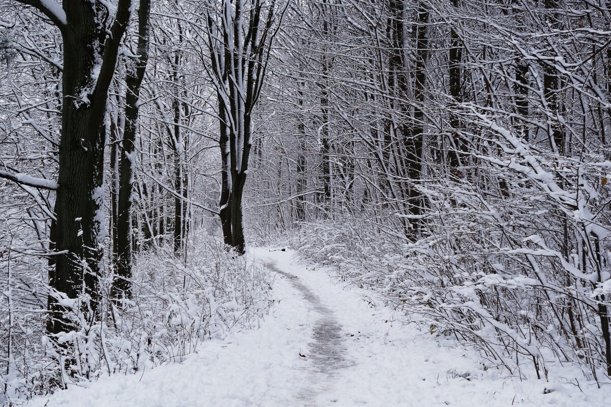 Снежный ноябрь - Рита Симонова