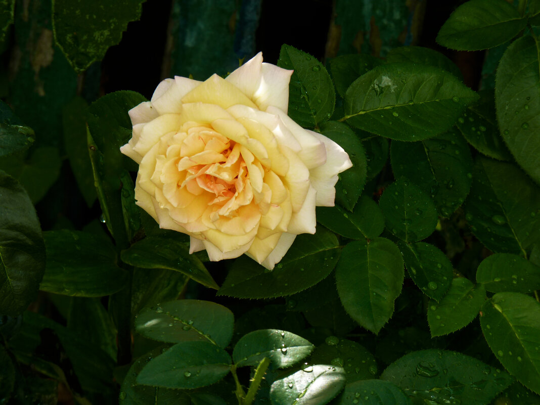 Жёлтая  роза - Валентин Семчишин