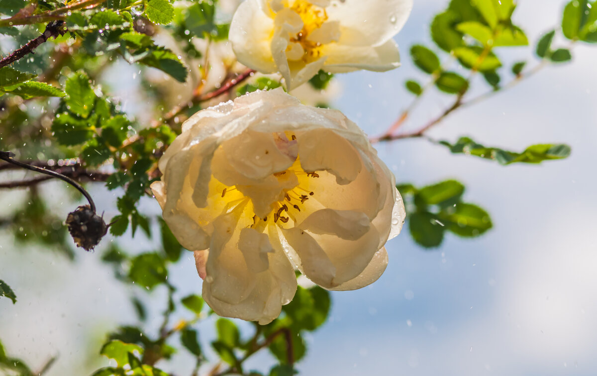 Чайная роза - Олег Загорулько