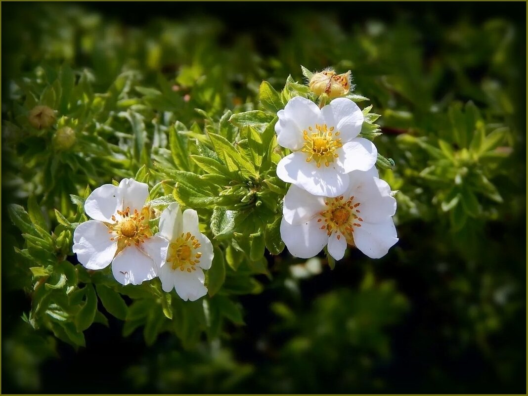 Вербена - Валентина Надсон