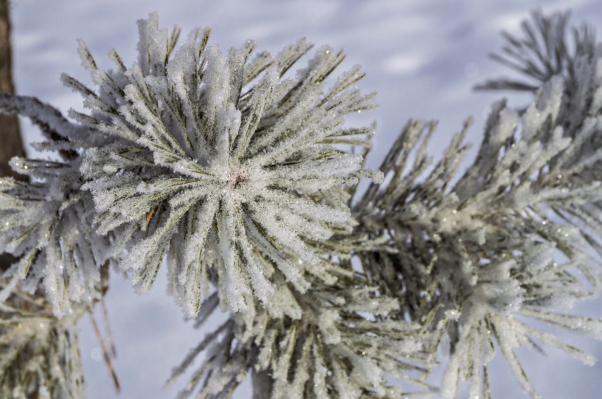 Зима - Виктор Иванович Чернюк