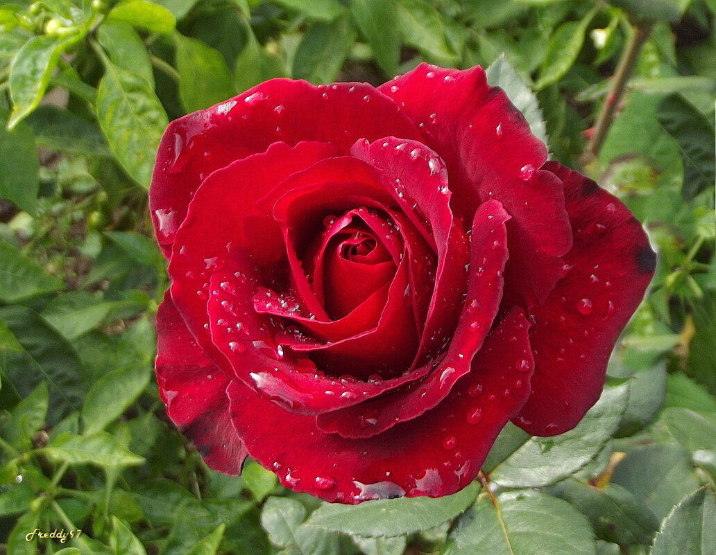 В осенних слезах... - Freddy 97