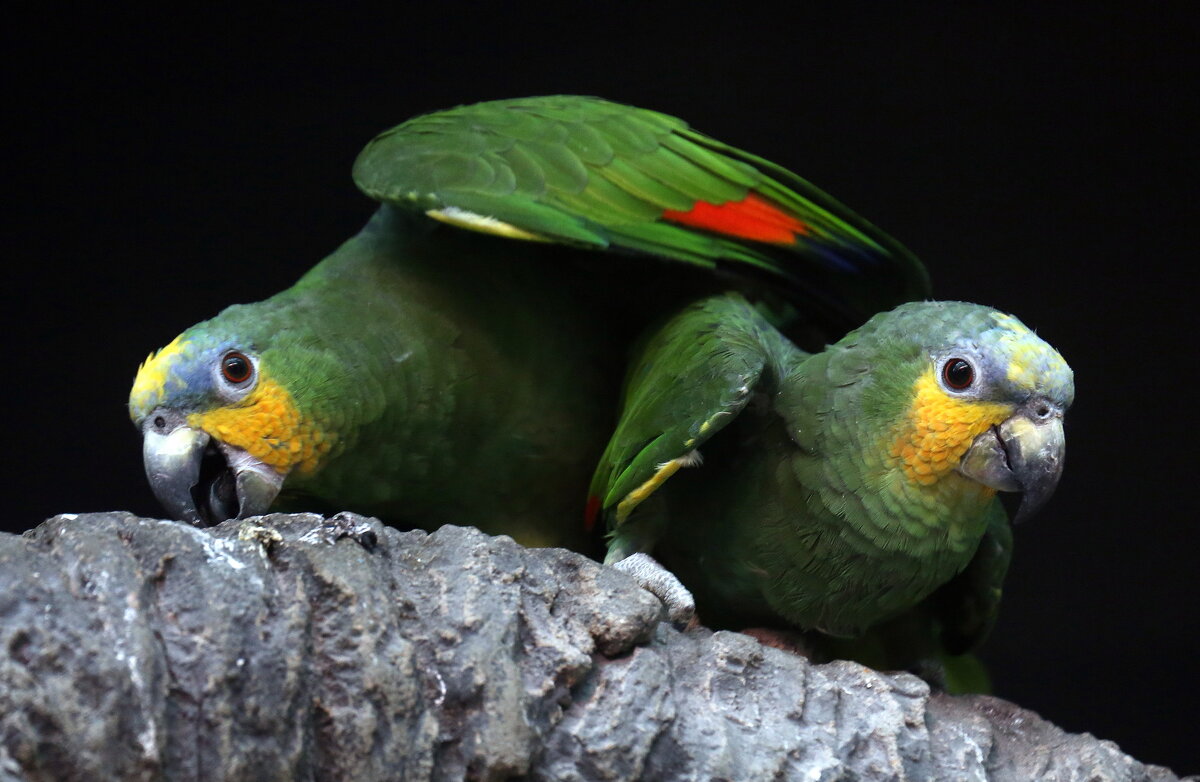 амазоны - Михаил Бибичков