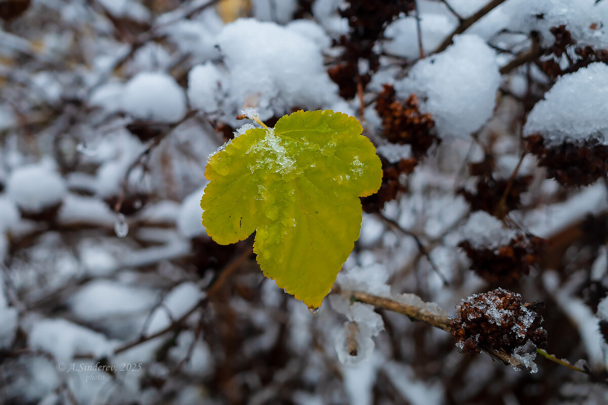 Последний лист - Александр Синдерёв