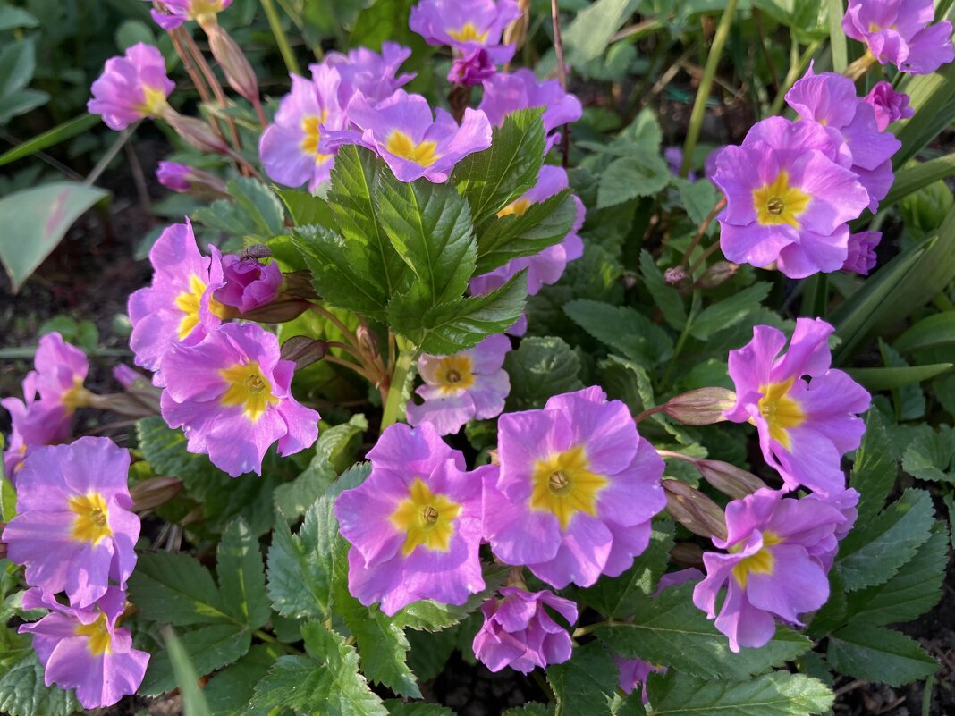 Примула - Ольга Савельева 