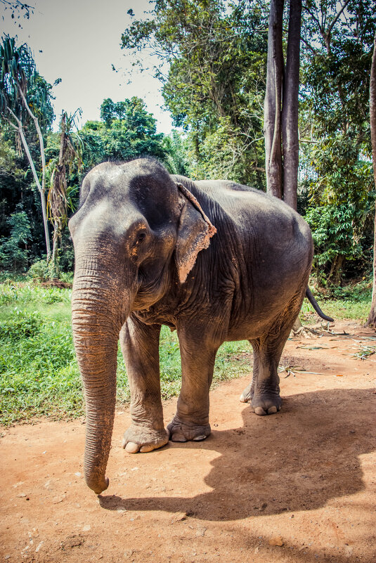 Слониха Пуки - Максим 