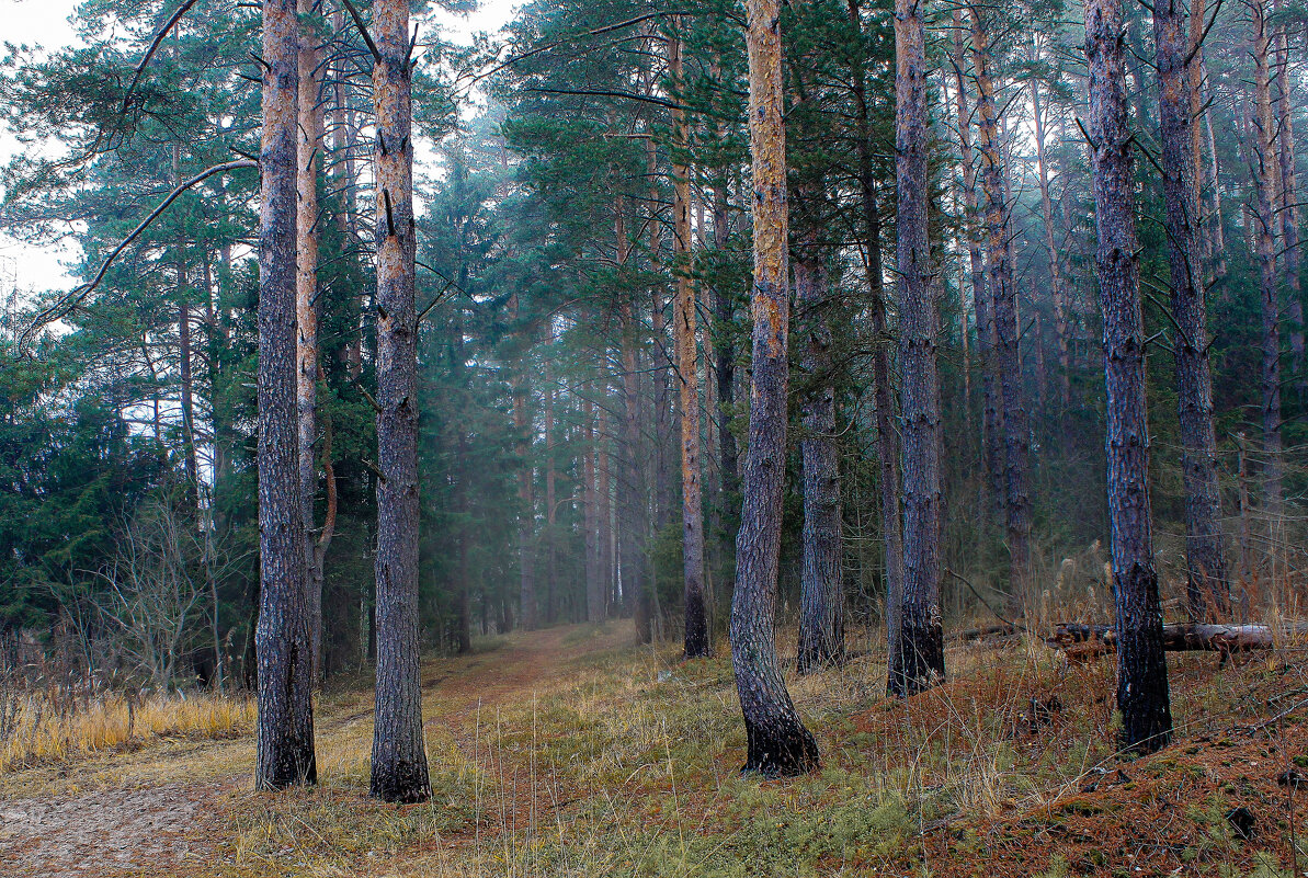 осень в лесу - Владимир Зеленцов