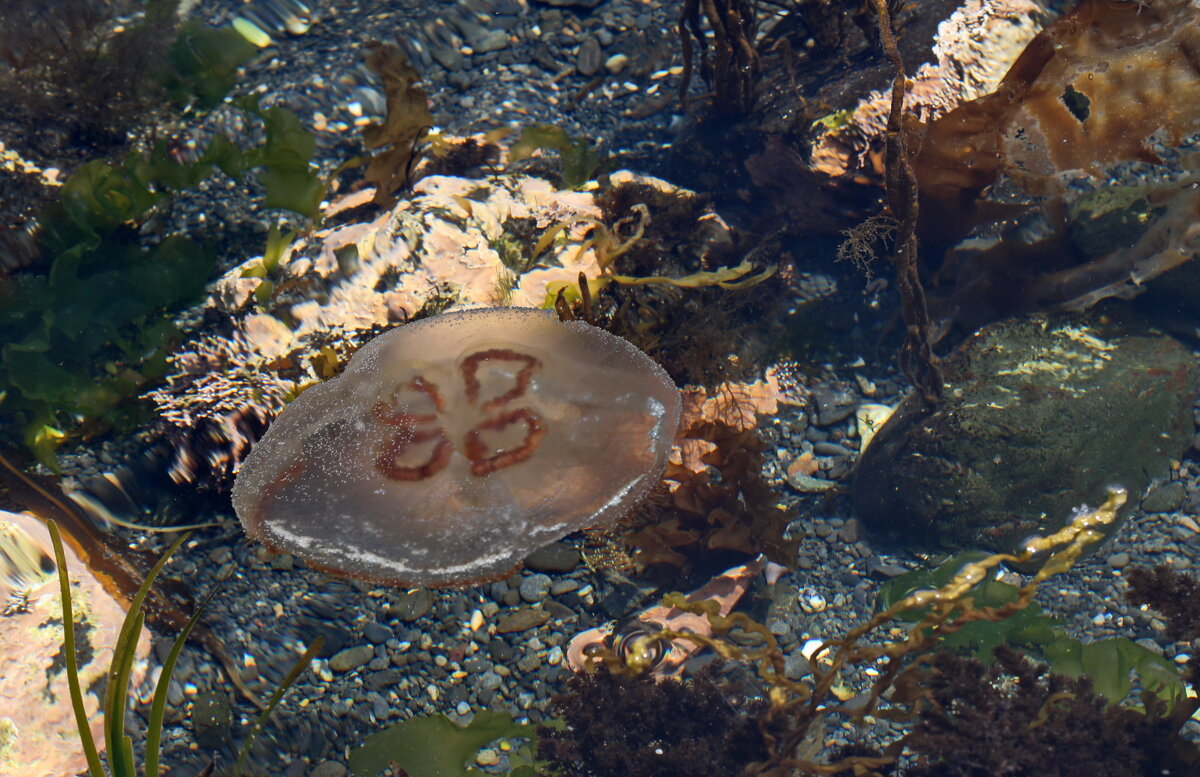 Медуза. Сахалин. - Ирина Нафаня Медуза. Сахалин. - Ирина Нафаня