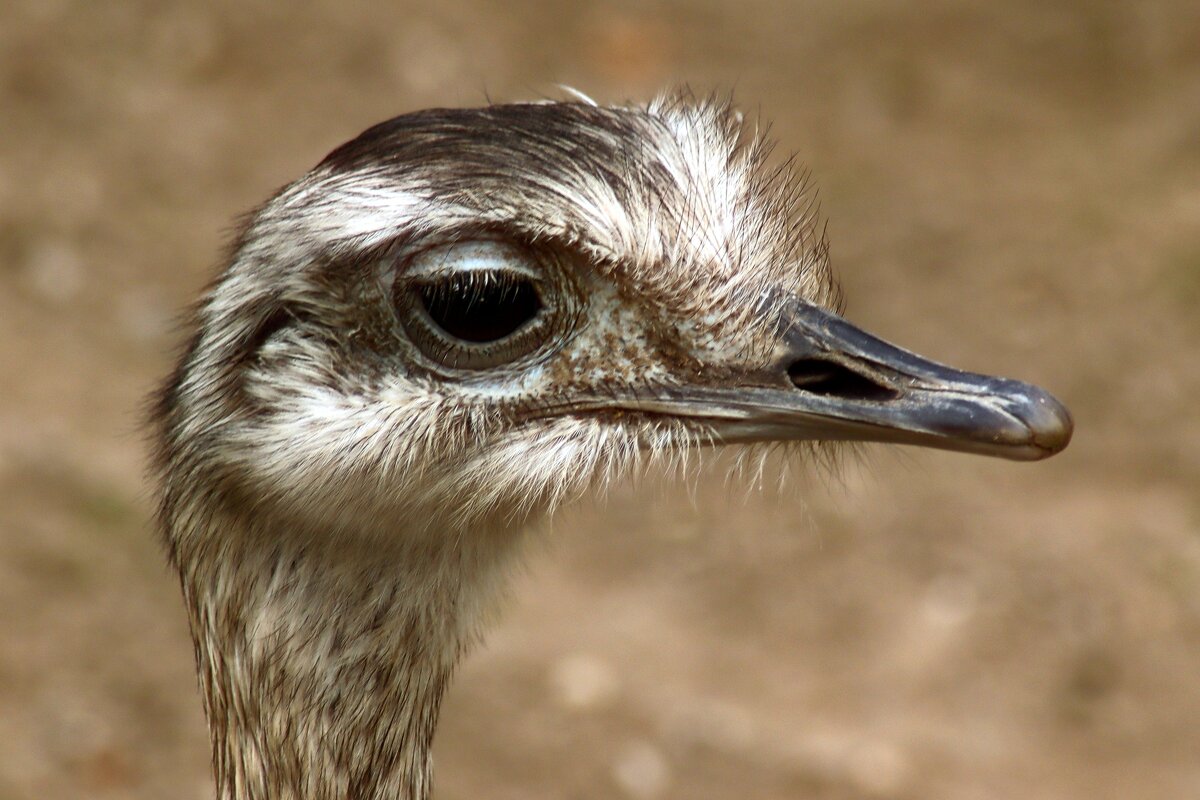 Вперёдсмотрящий - Юрий. Шмаков