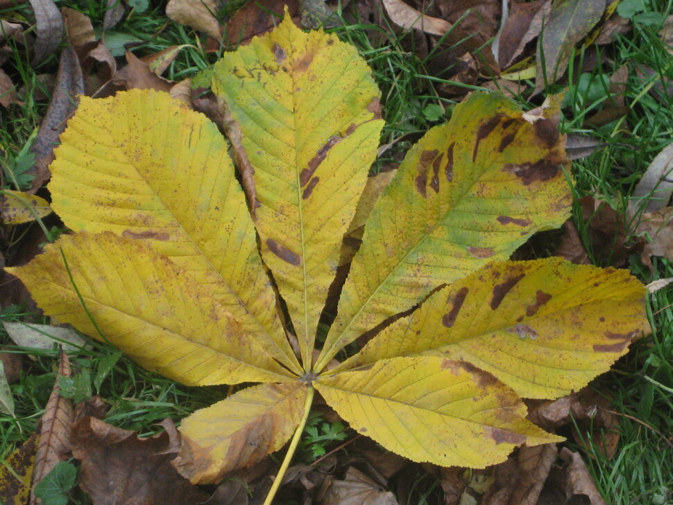 Жёлтый лист каштана - Дмитрий Никитин