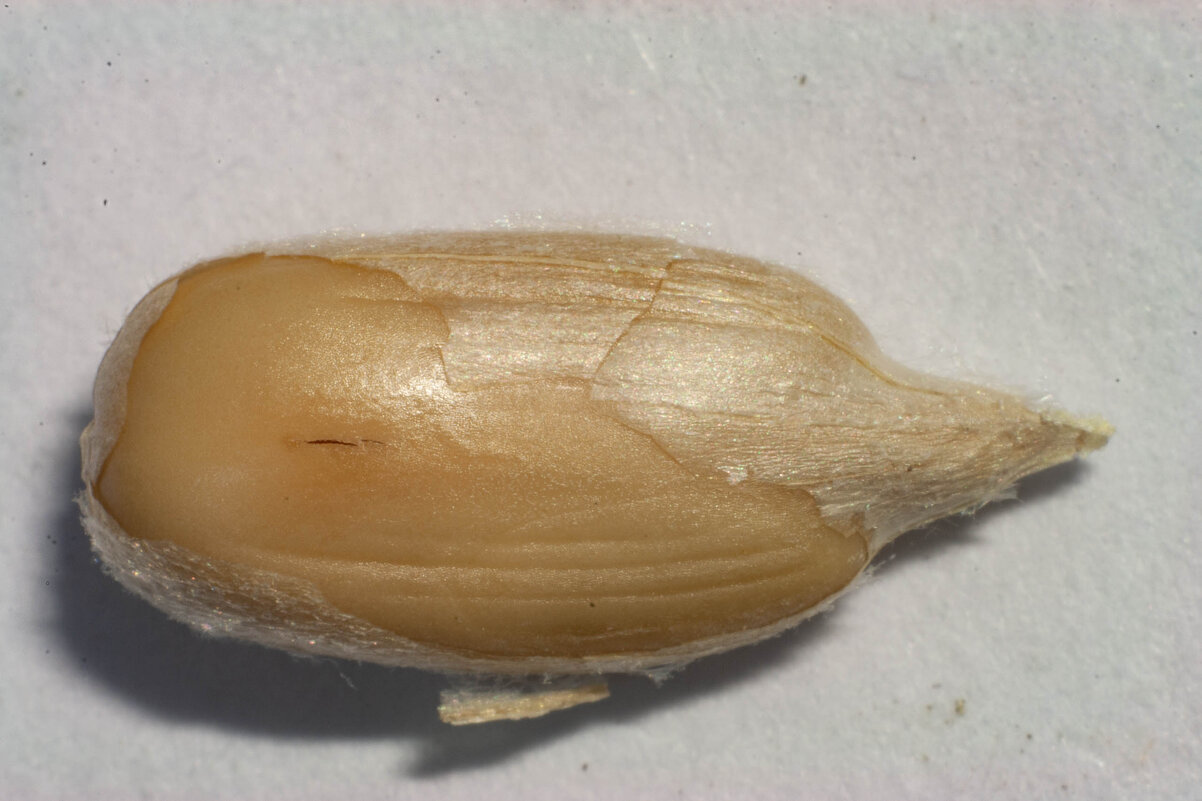 Семечка - Владимир Иванович