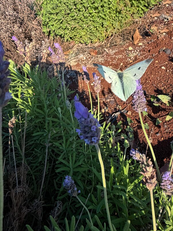Бабочка в полёте сегодня. - Александр Деревяшкин