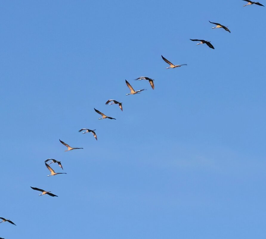Ваши журавлики уже приземляются у нас - Александр Деревяшкин