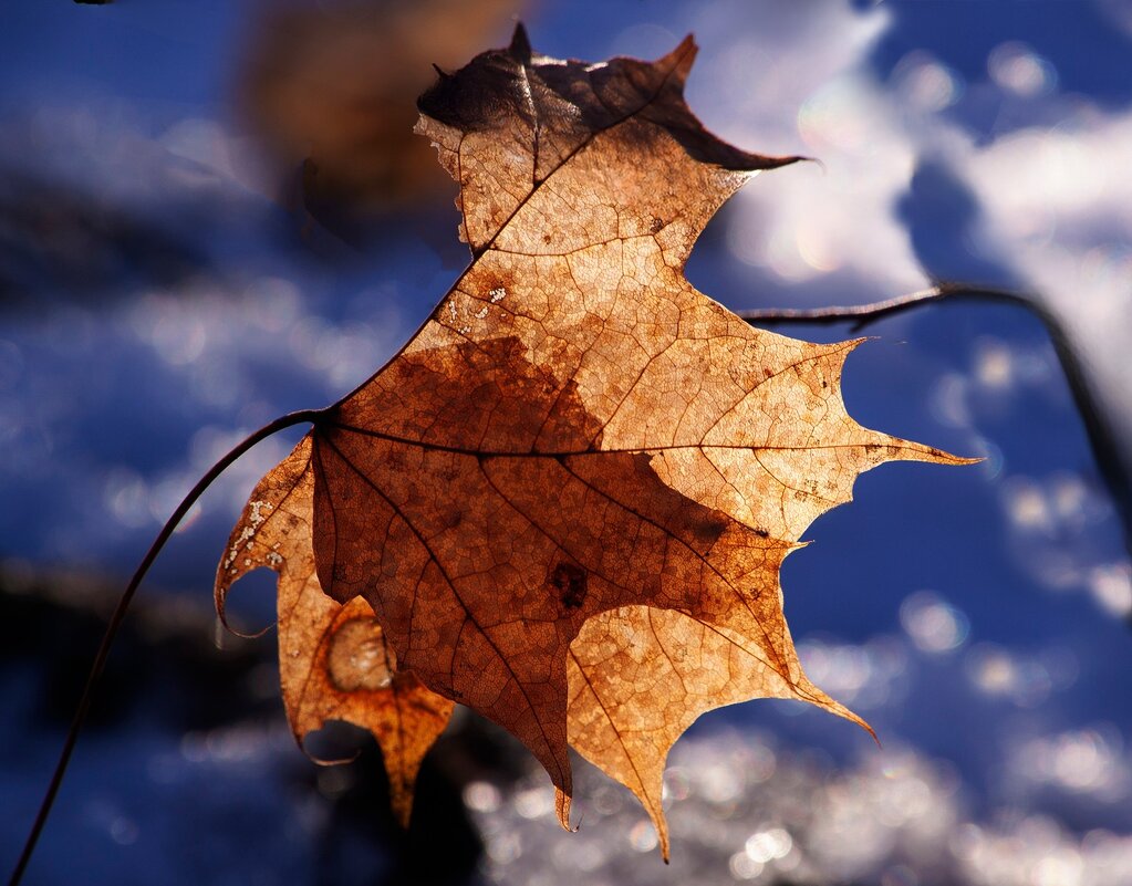 Быть светом - liudmila drake Быть светом - liudmila drake